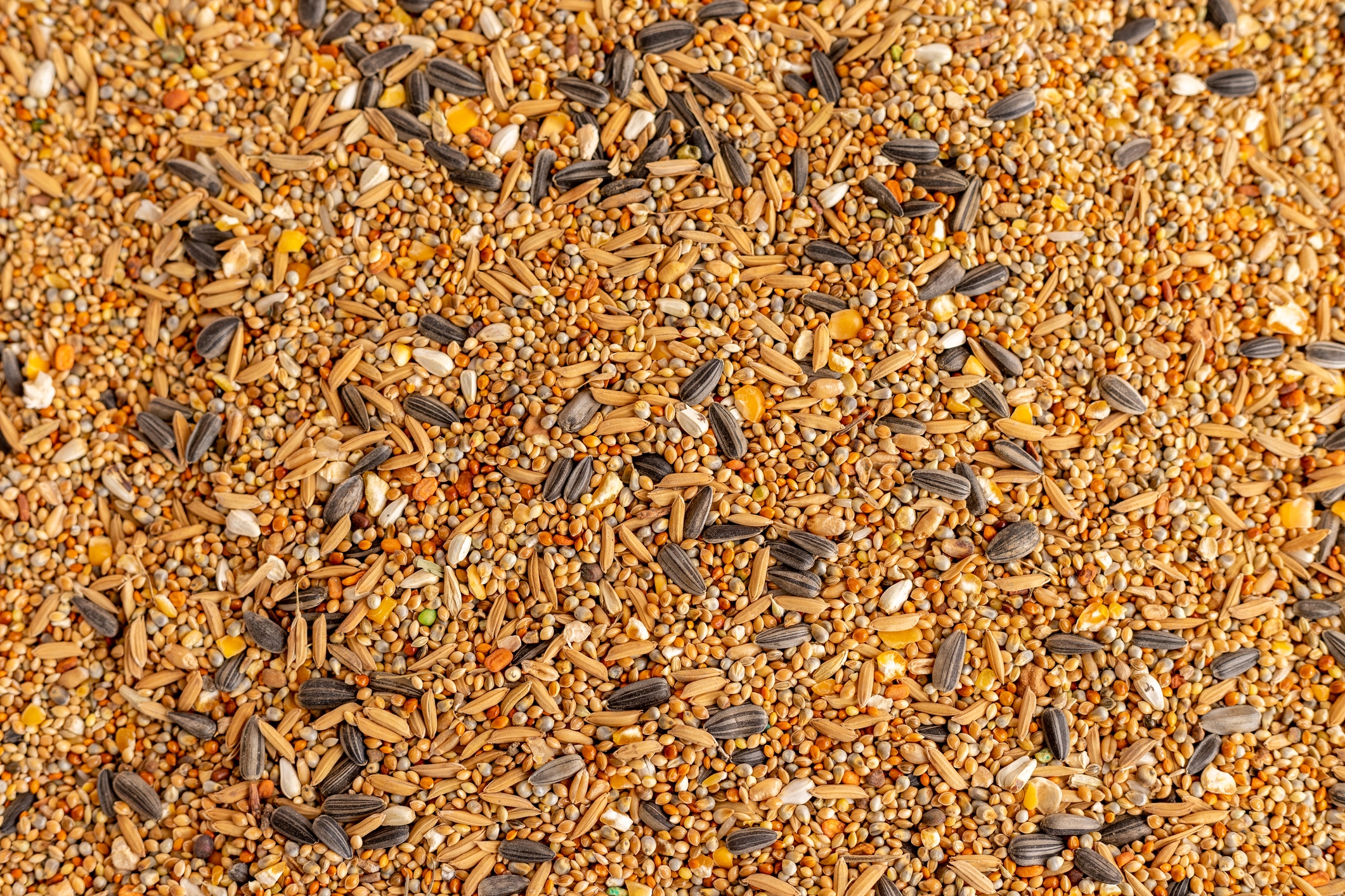 Close-up of mixed bird seeds, including sunflower seeds and various grains