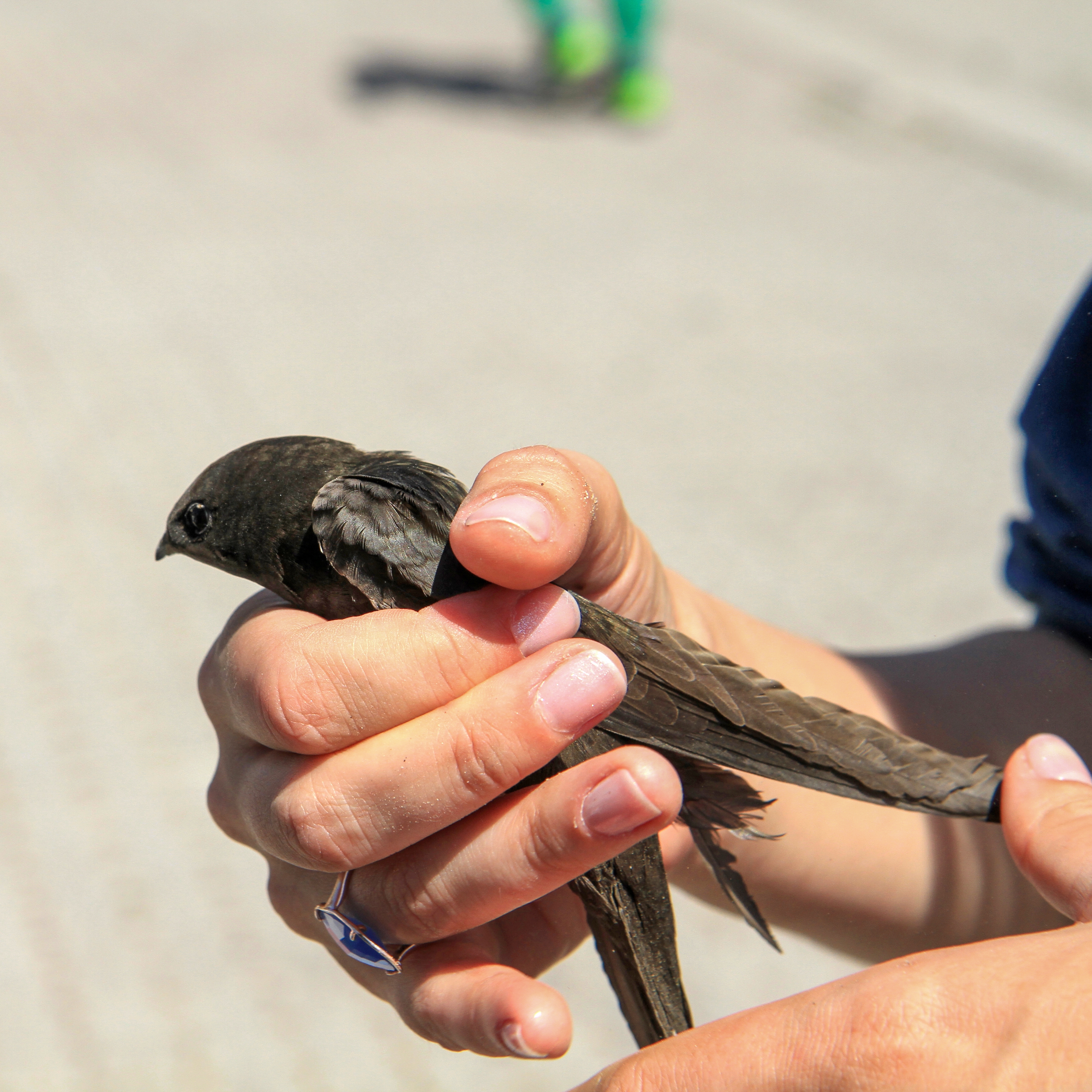 Person gently holding a small bird with both hands, ensuring the bird is unharmed