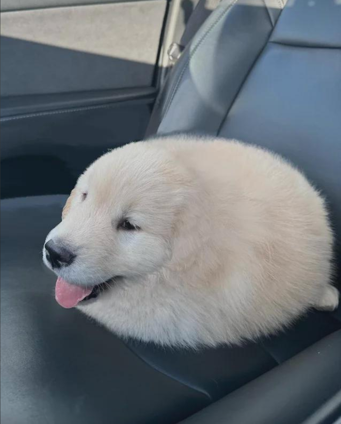 Fluffy puppy resembling a loaf of bread sits on a car seat with its tongue out