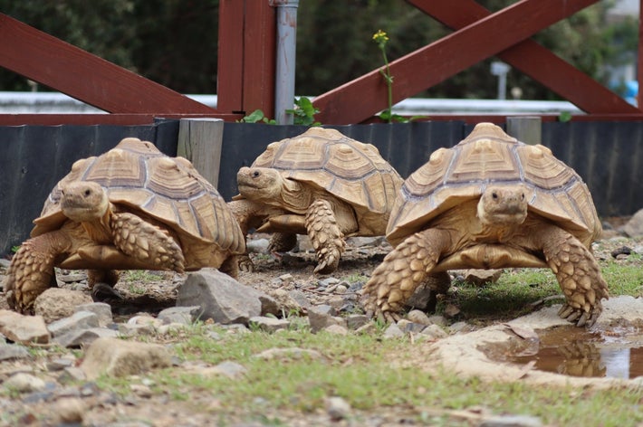 ケヅメリクガメ三兄弟 / 道の駅ウミガメ公園の公式Xアカウントより