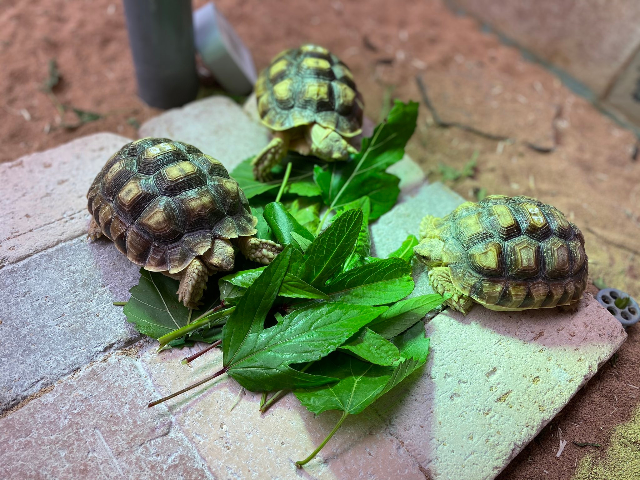 子どものケヅメリクガメ三兄弟 / 道の駅ウミガメ公園の公式Xアカウントより