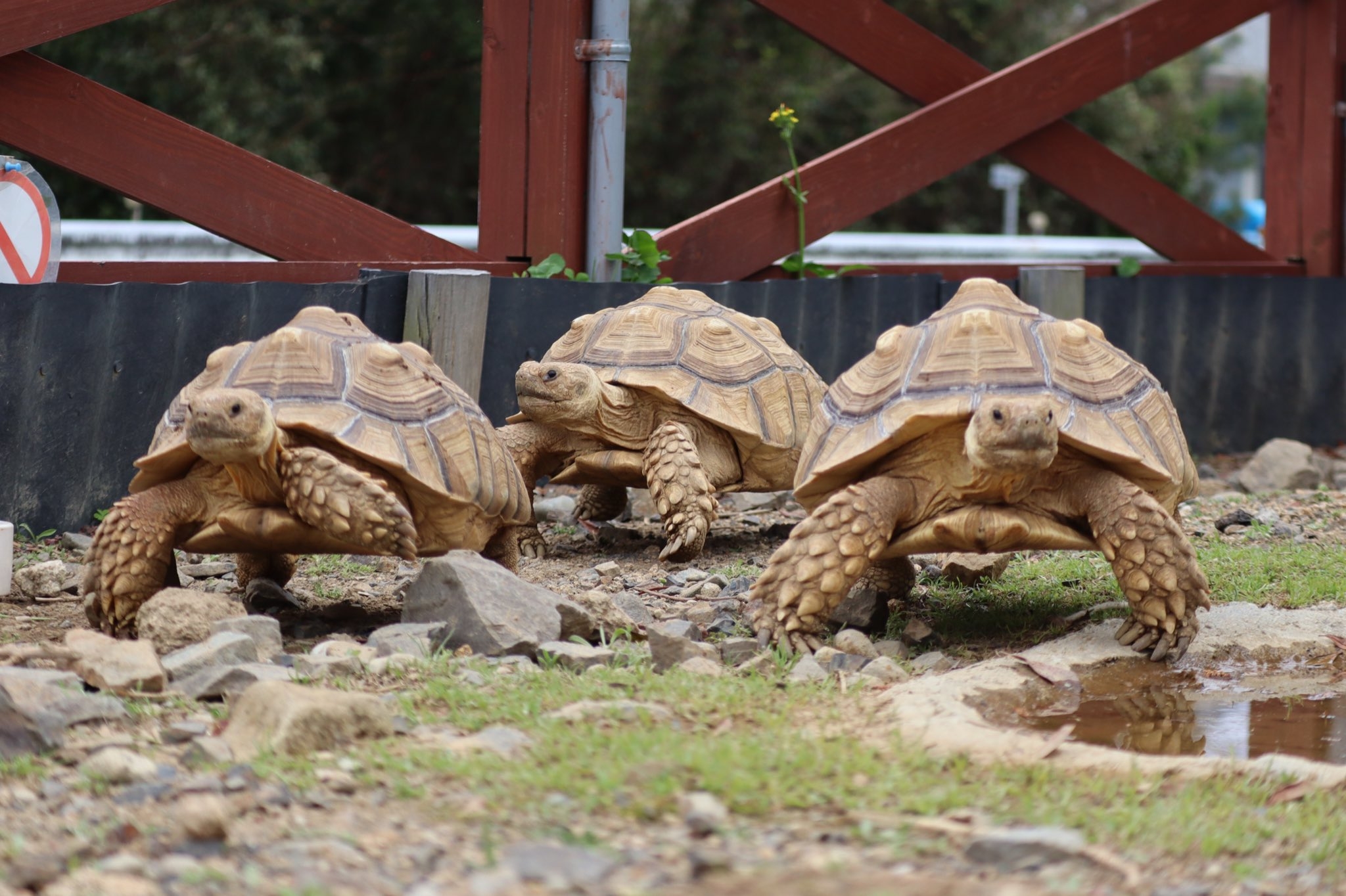 成長したケヅメリクガメ三兄弟 / 道の駅ウミガメ公園の公式Xアカウントより