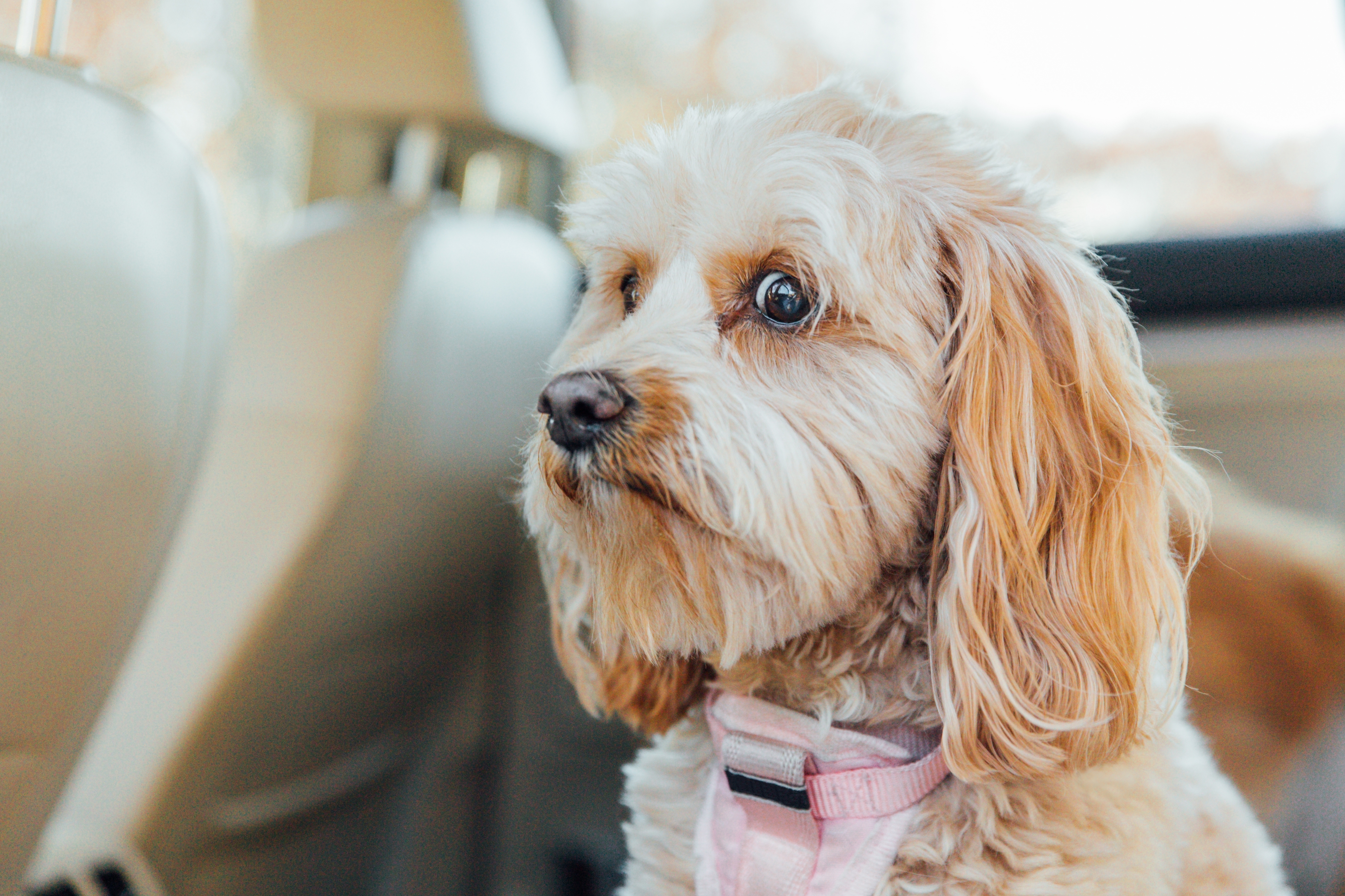 Fluffy dog sitting in a car, looking out the window with an alert expression