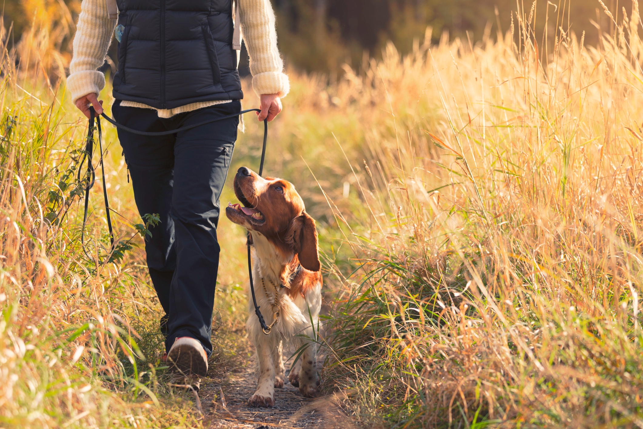 Person som går en hund i bånd gjennom et gresskledd felt, både vises innhold og avslappet