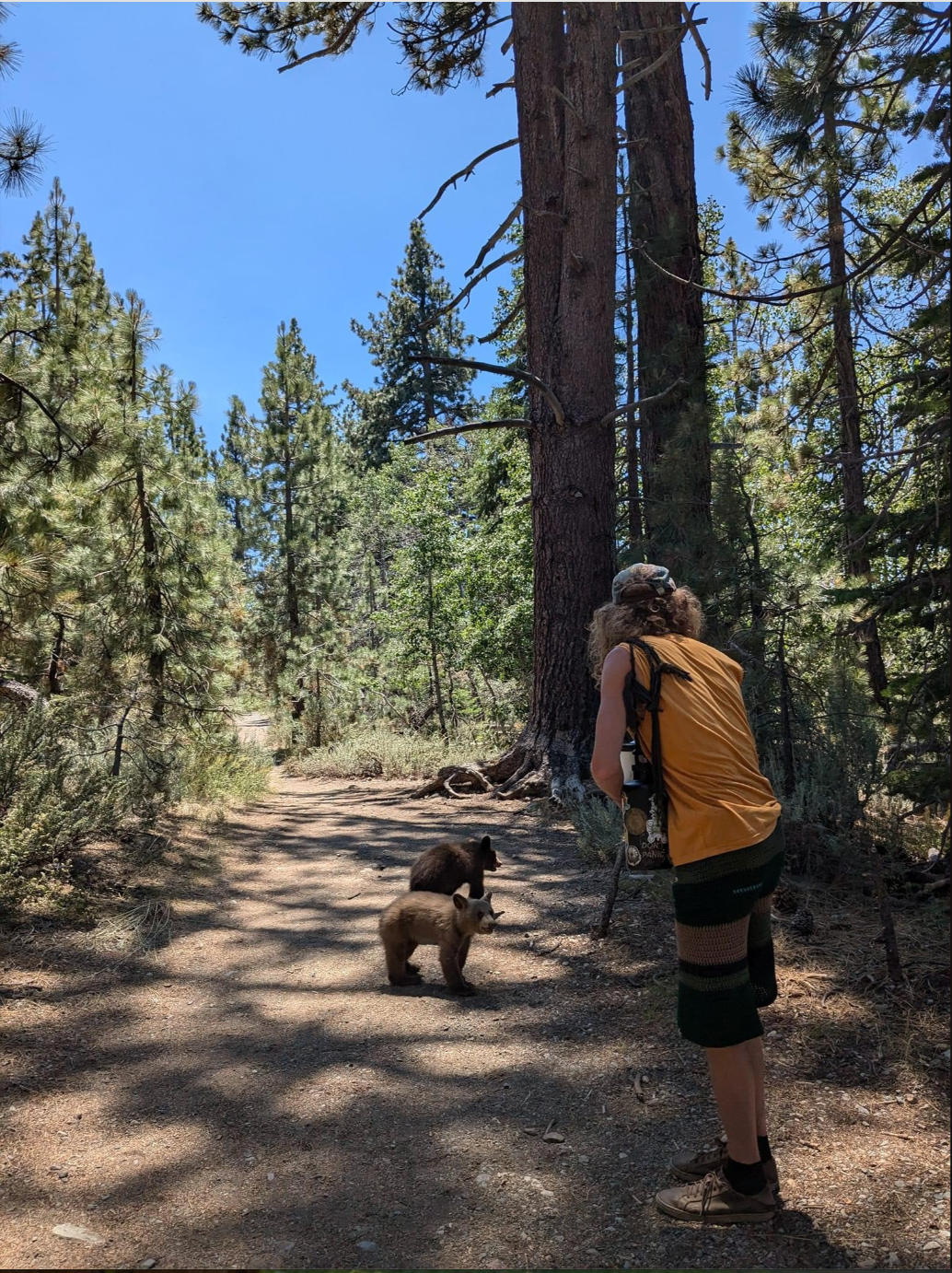 Person photographing two bear cubs on a forest path under tall trees, capturing a nature moment