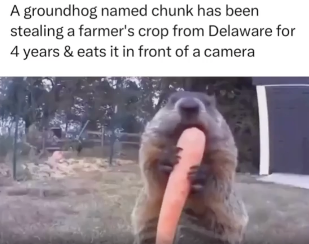 A groundhog named Chunk is shown eating a carrot in front of a camera, having been stealing a farmer's crop for four years, according to the text