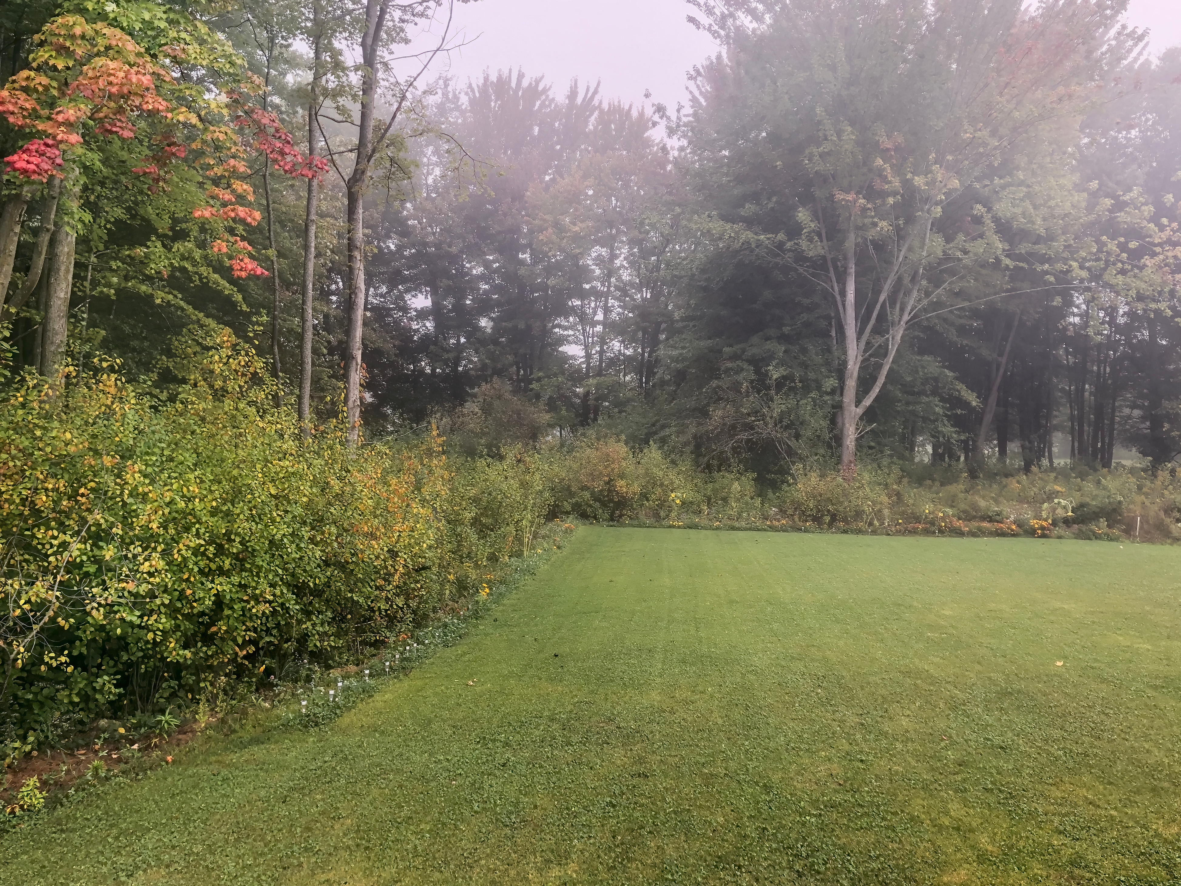 Foggy forest scene with grass and dense trees. Mist adds a serene ambiance, with leaves slightly visible in the background