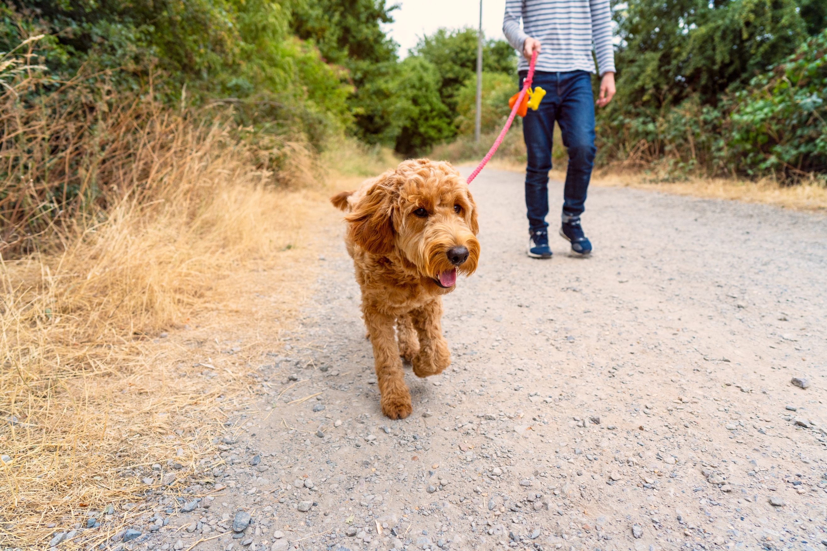 A fluffy dog joyfully walks on a path, led on a leash by a person wearing jeans and a striped shirt, surrounded by greenery