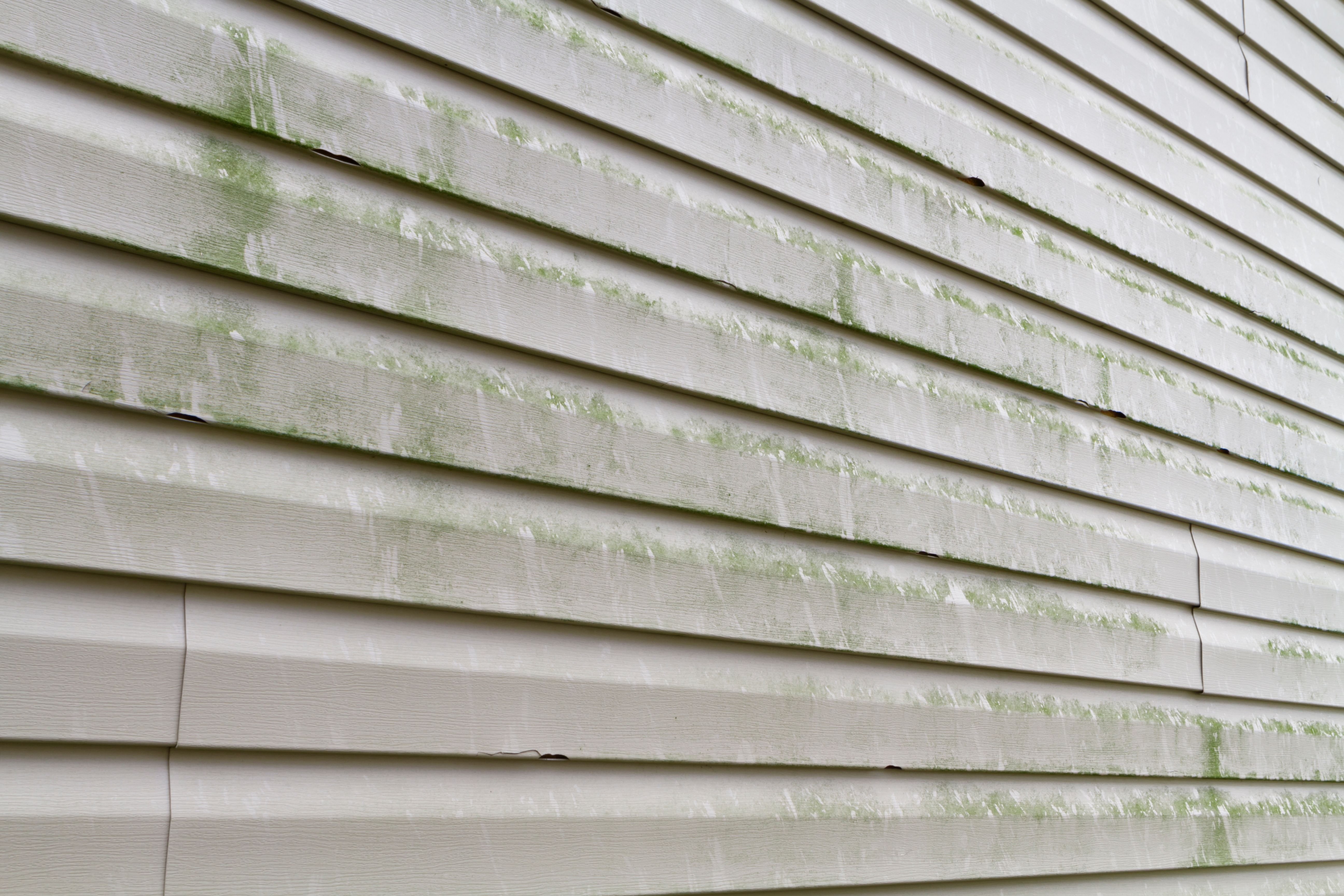 Weathered siding with green mold and mildew growth