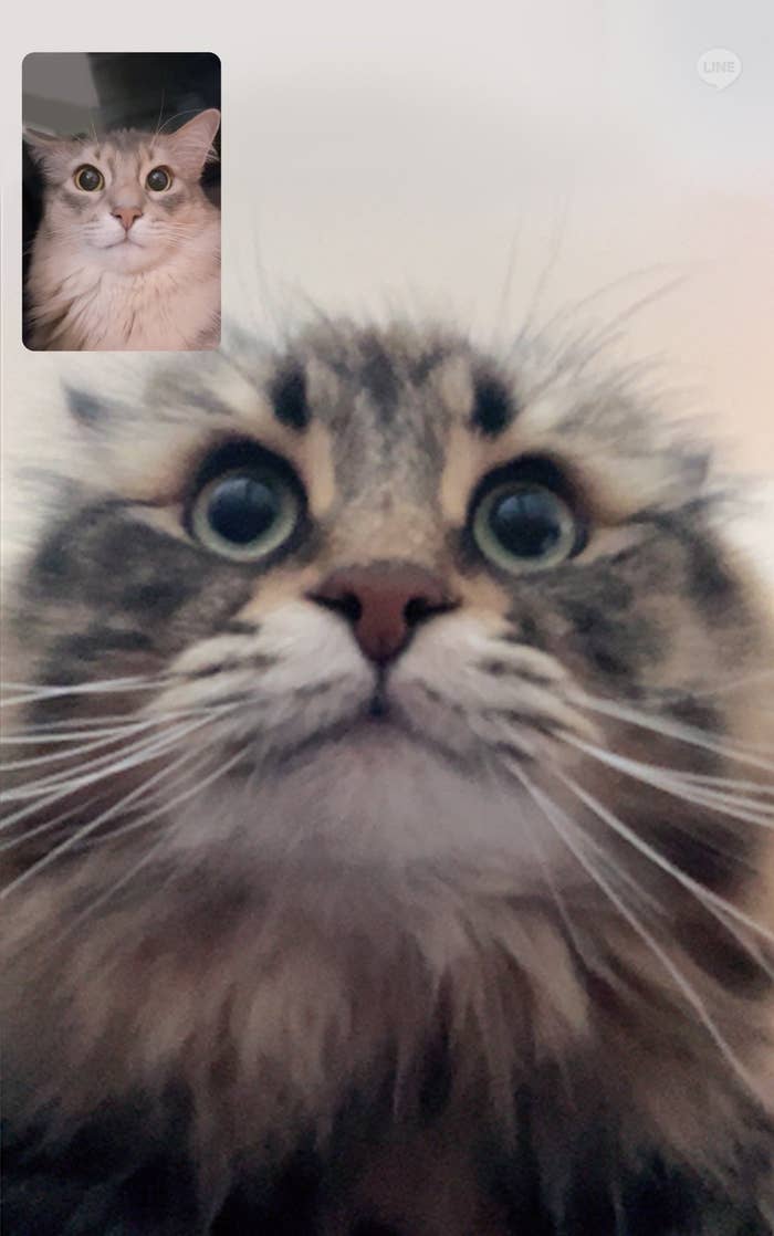 ネコのリモート会議 / ヤマネコくんの飼い主さん（@ymnc_rf）のXアカウントより