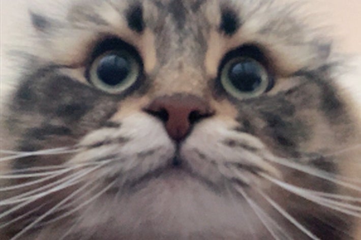 ビデオ通話をしている2匹の猫。片方はカメラを見上げ、もう片方は小さな画面に表示されています。