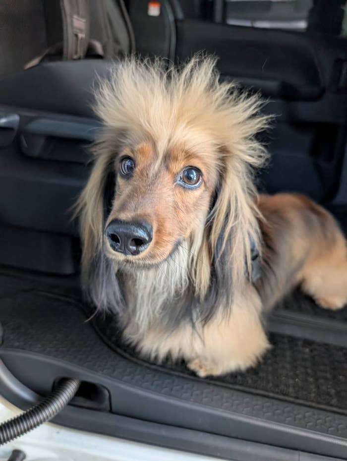 髪がフサフサのおこげくん / おこげ(大爆発)さん(@okoge0822)のXより