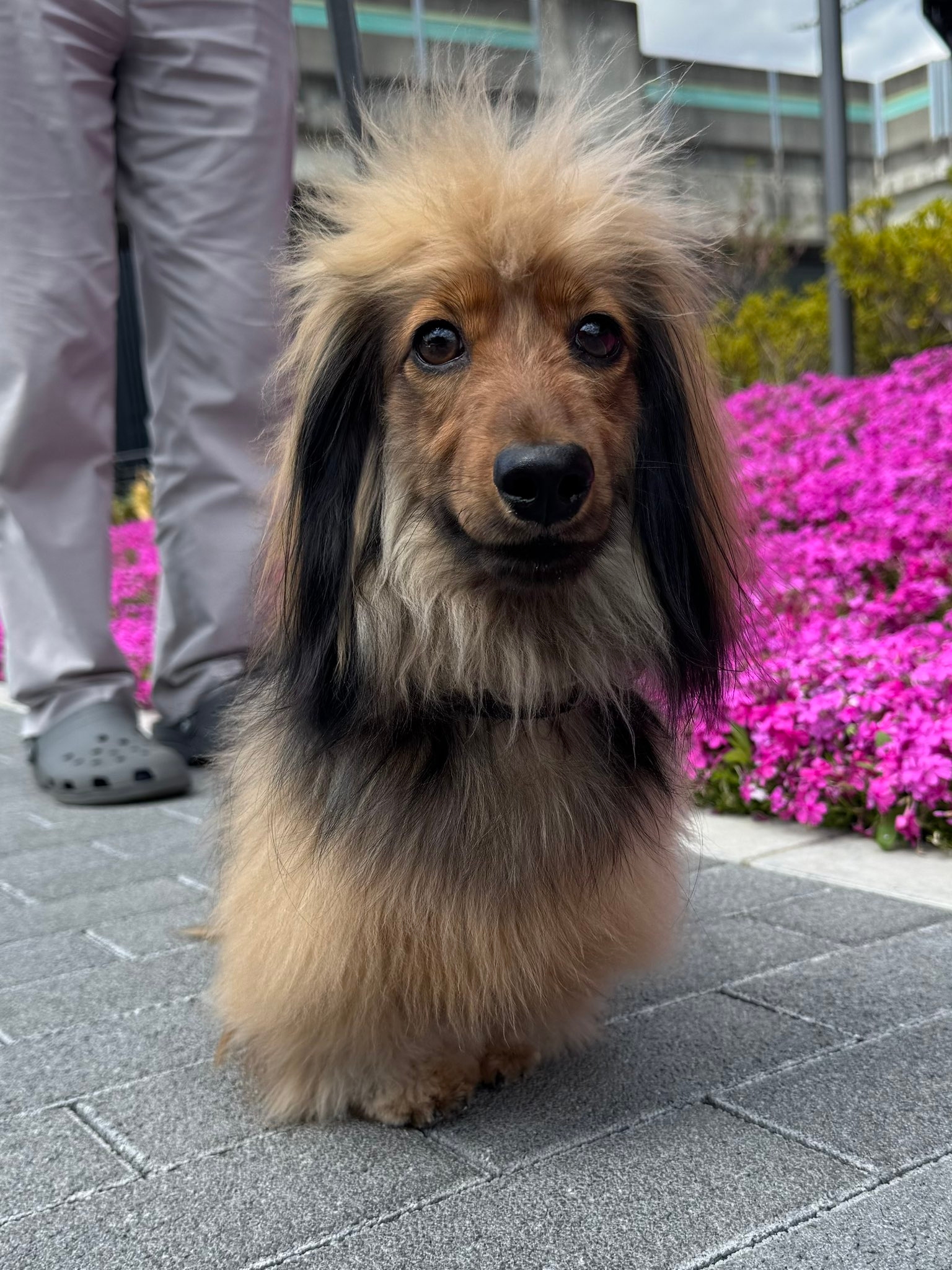 お散歩するおこげくん / おこげ(大爆発)さん（@okoge0822）のXより