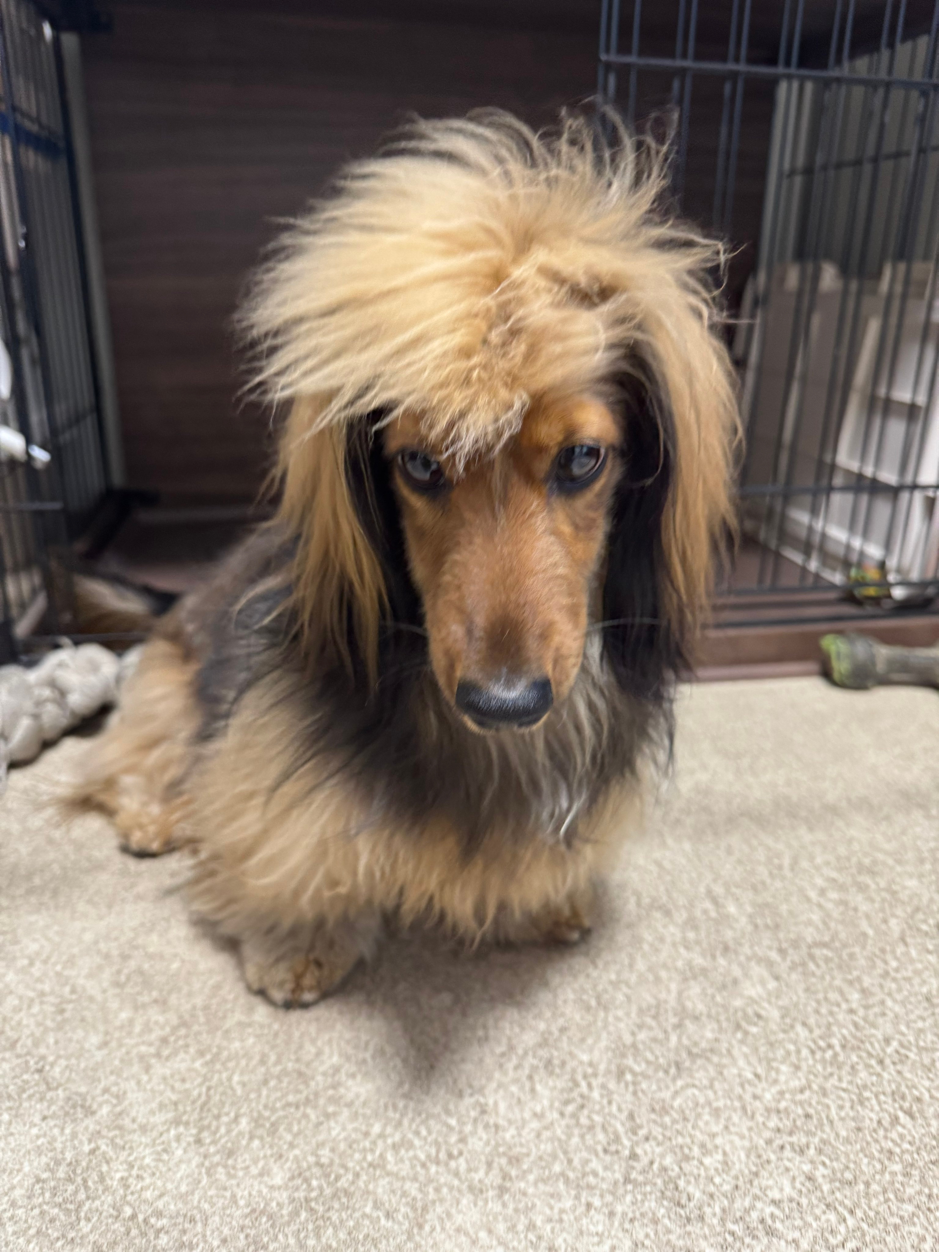 毛量が増えたおこげくん / おこげ(大爆発)さん(@okoge0822)のXより