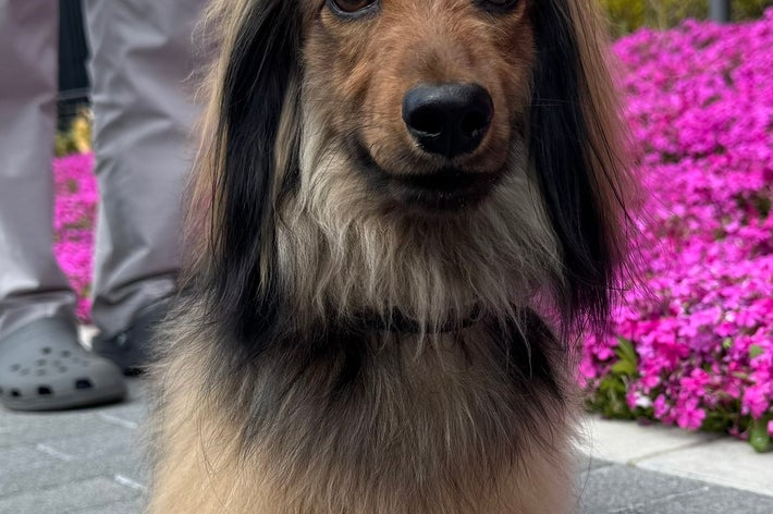 お散歩するおこげくん / おこげ(大爆発)さん（@okoge0822）のXより