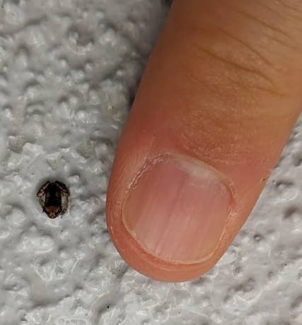 A tiny bug is on a textured surface next to a person's fingertip for scale