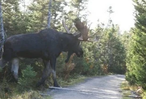 Moose standing on a forest path, surrounded by trees
