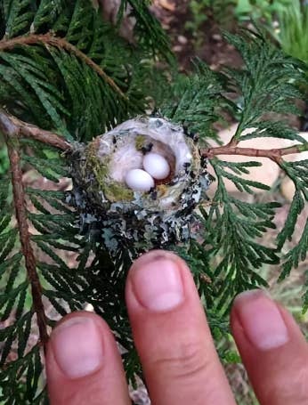 Fingers pointing at a small bird nest with two white eggs on a leafy branch
