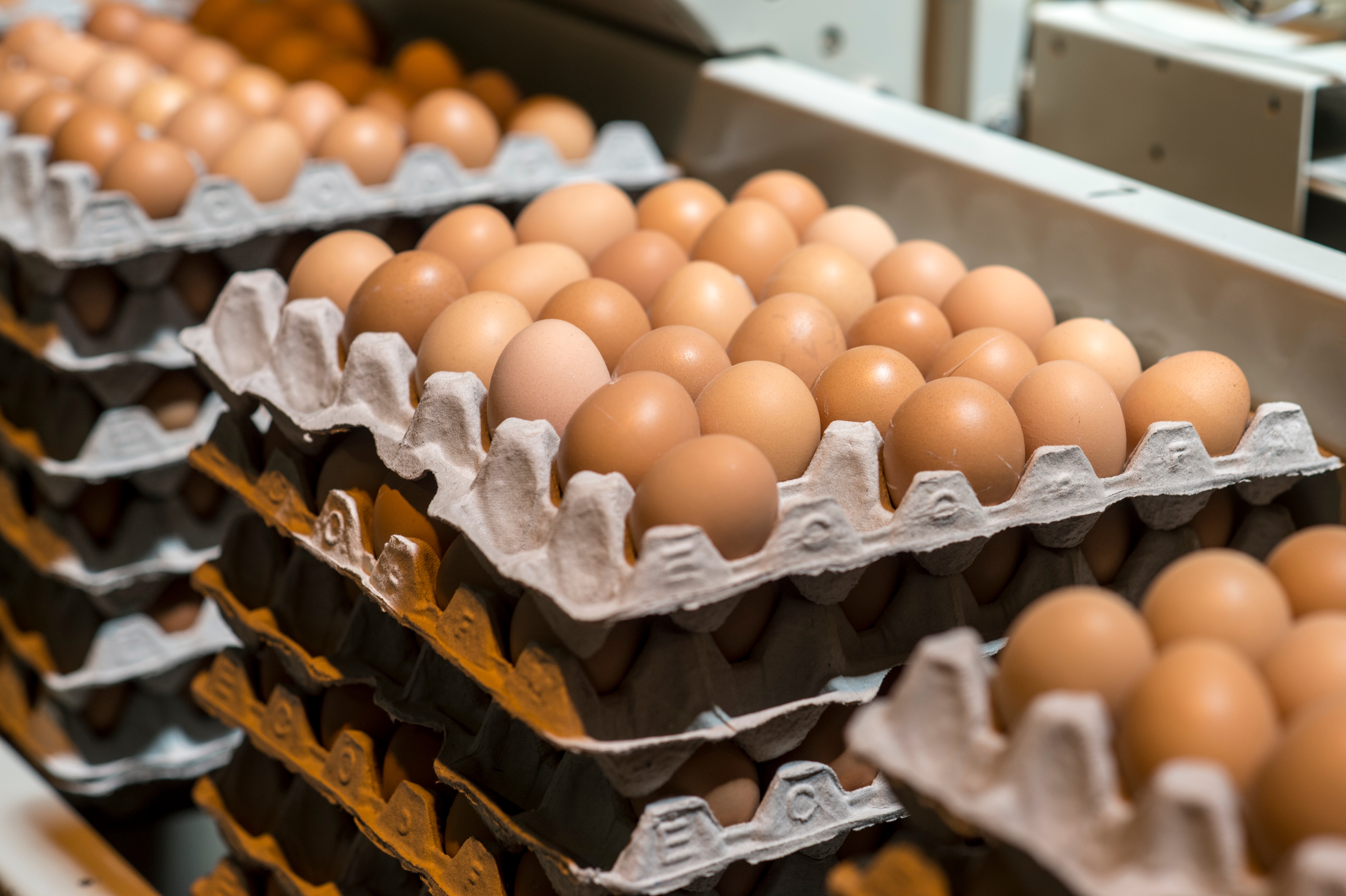 Stacks of brown eggs in trays are lined up in a production facility, highlighting food processing and supply chain themes