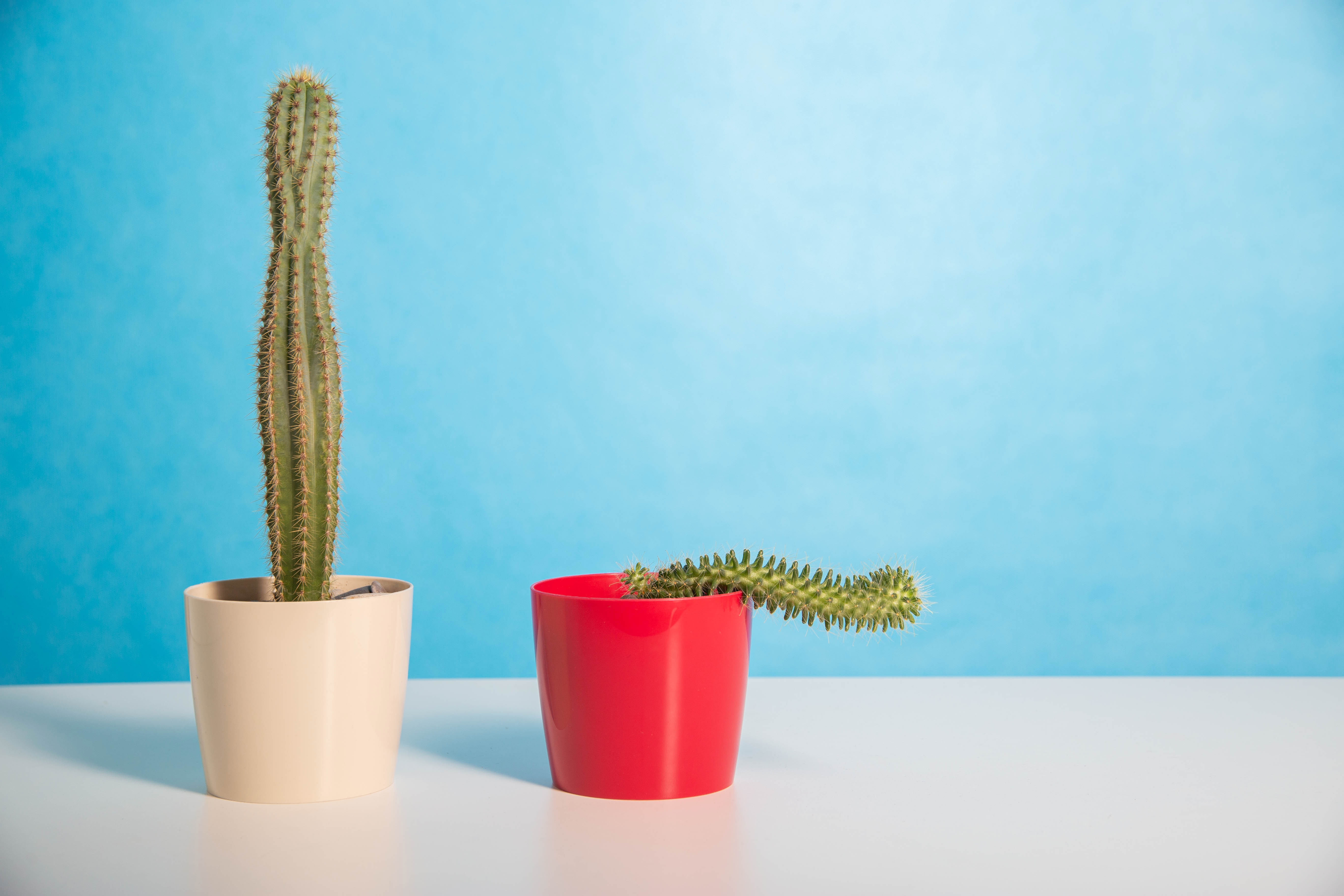 Tall cactus in beige pot and drooping cactus in red pot on white surface against blue background