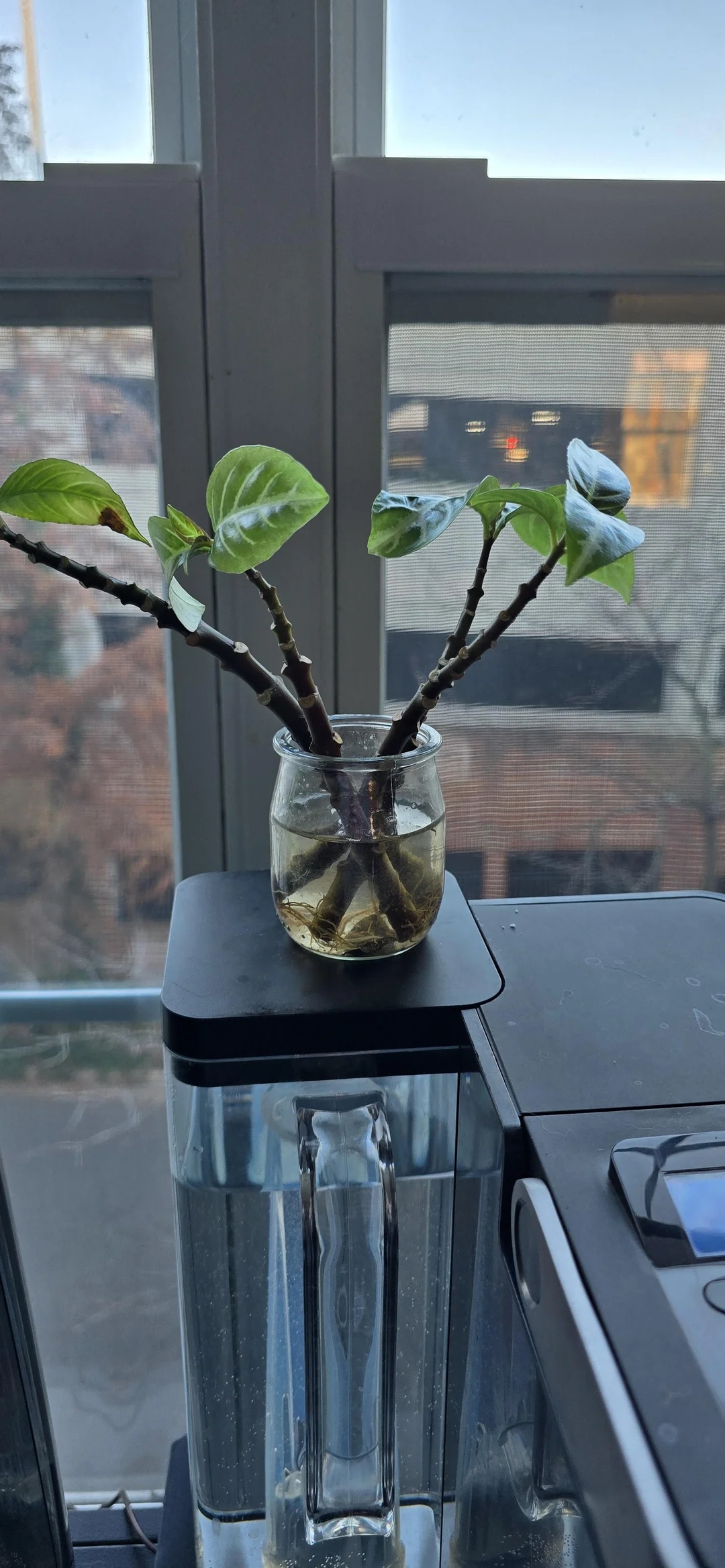Small plant with stems in a glass jar sits on a windowsill, with buildings visible outside