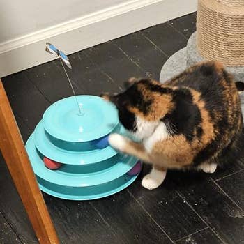 Cat plays with a multi-level shot artifact connected a floor, showing an illustration of engaging favored products