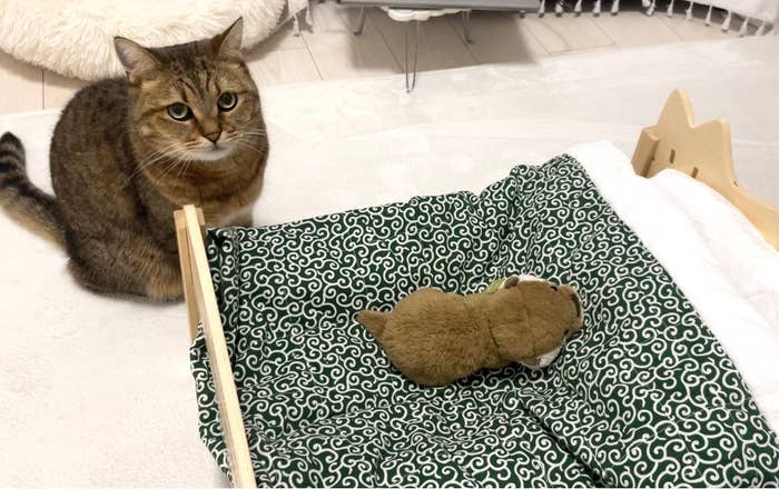 何かを訴えかけるような表情のみにら君 / みにら日記さんのXアカウント(@MiniraDiary)より