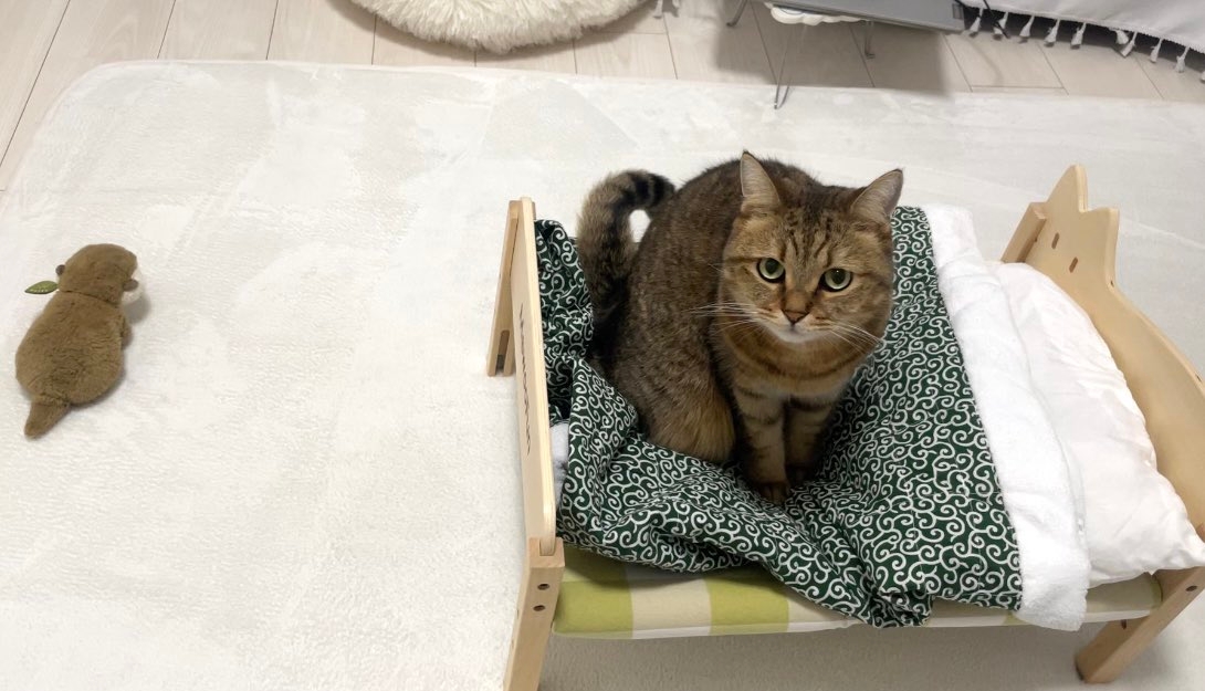 4コマ目、ベッドの上でドヤ顔のみにらくん / みにら日記さんのXアカウント(@MiniraDiary)より