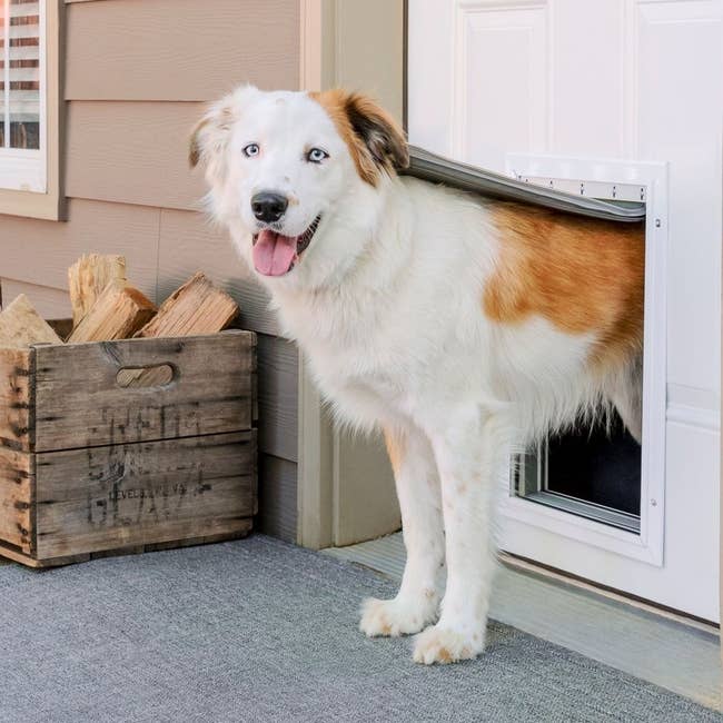Dog utilizing a favored door, fractional wrong and fractional extracurricular a house. Firewood is stacked adjacent successful a crate. Suitable for favored merchandise shopping
