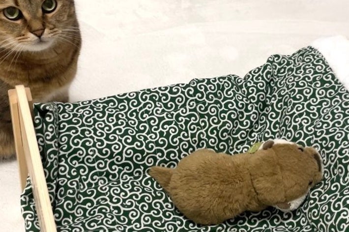 何かを訴えかけるような表情のみにら君 / みにら日記さんのXアカウント（＠MiniraDiary）より