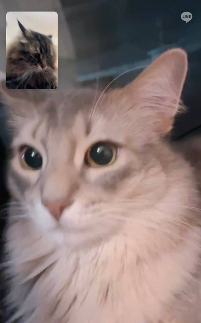 リモート会議中のパワーくん / ヤマネコくんの飼い主さん(@ymnc_rf)のXアカウントより