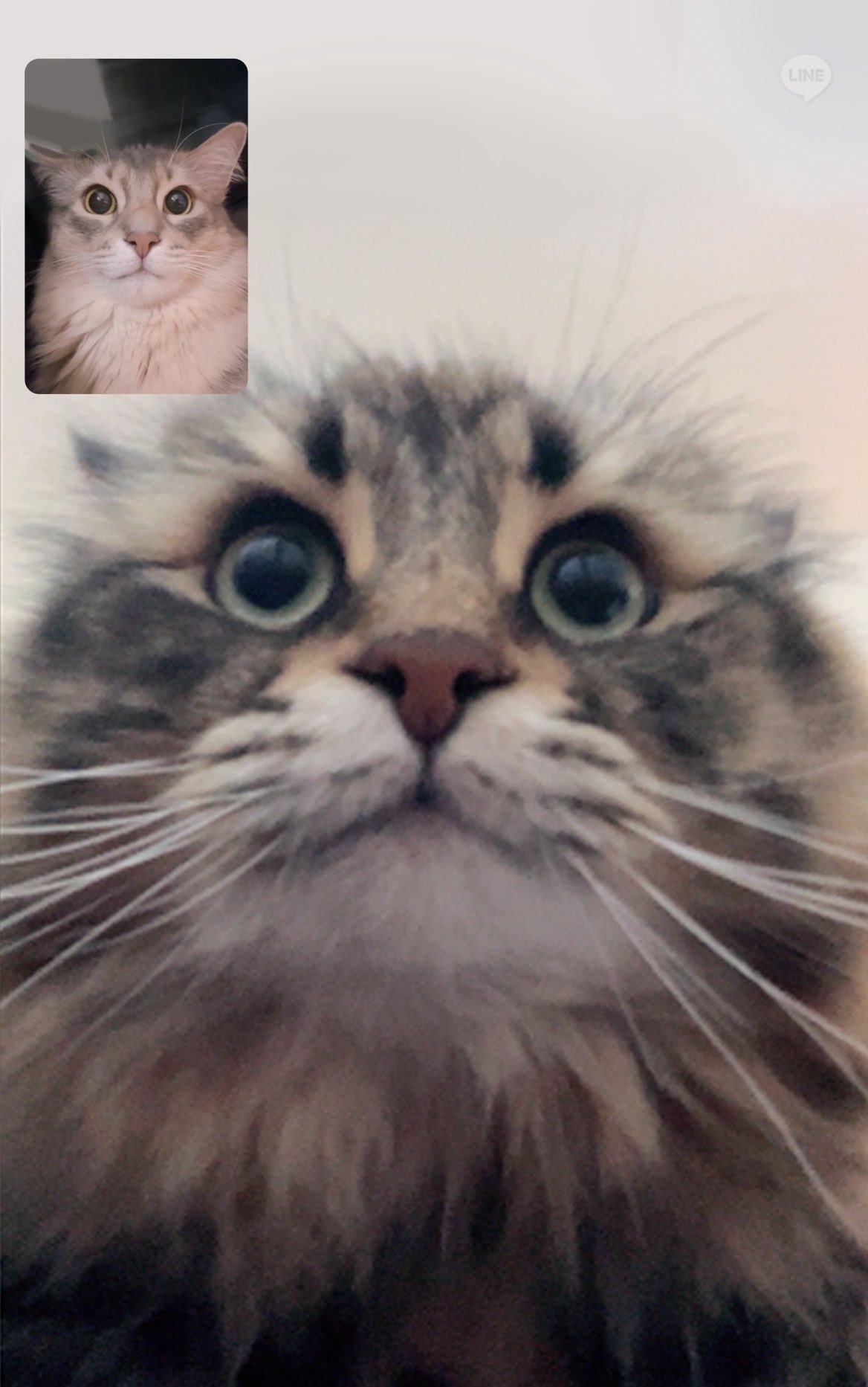 ネコのリモート会議 / ヤマネコくんの飼い主さん(@ymnc_rf)のXアカウントより