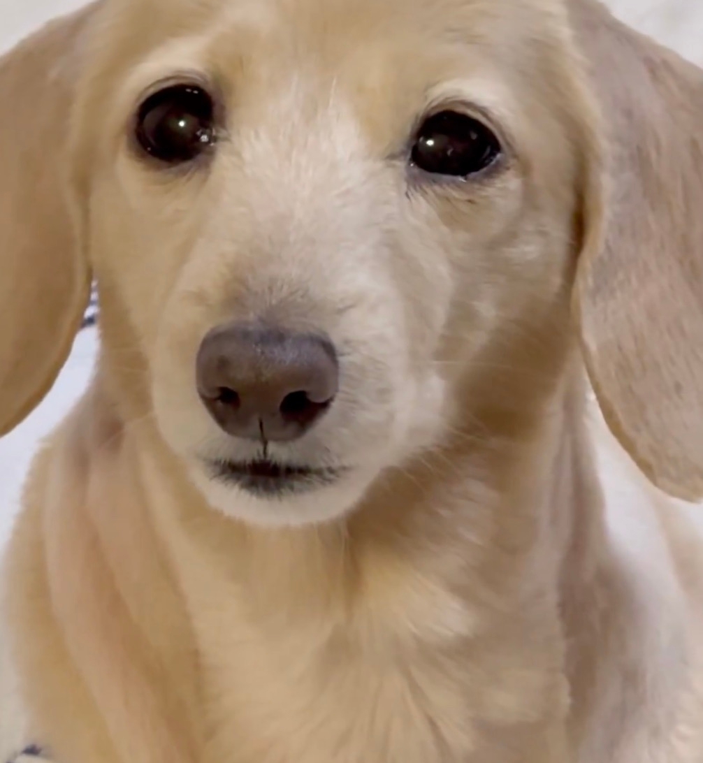 カメラを見つめるダックスフント ほんわか姉妹(@siawase1717)さんのXより