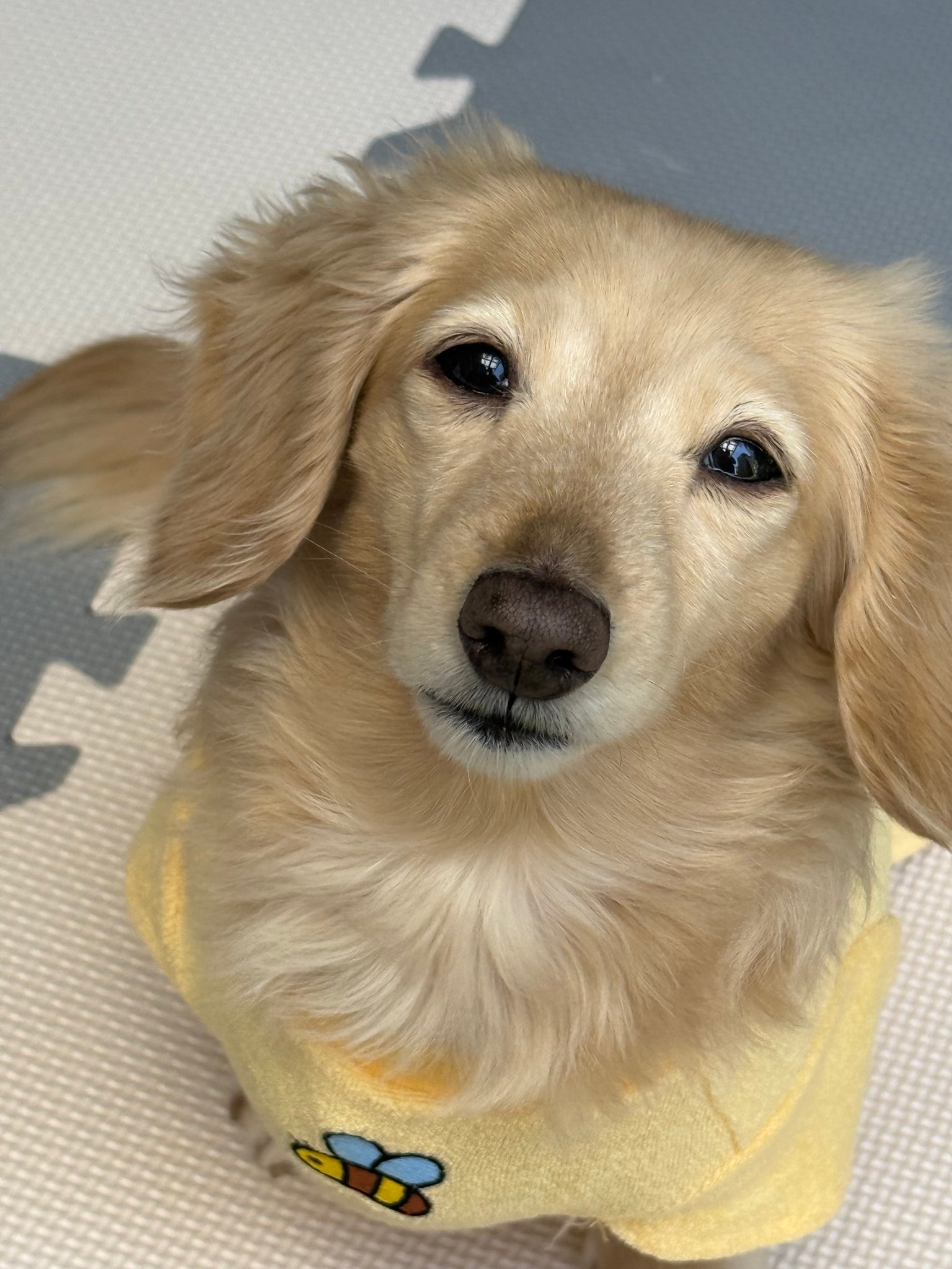 普段の來優ちゃん (ほんわか姉妹(@siawase1717)さん提供)