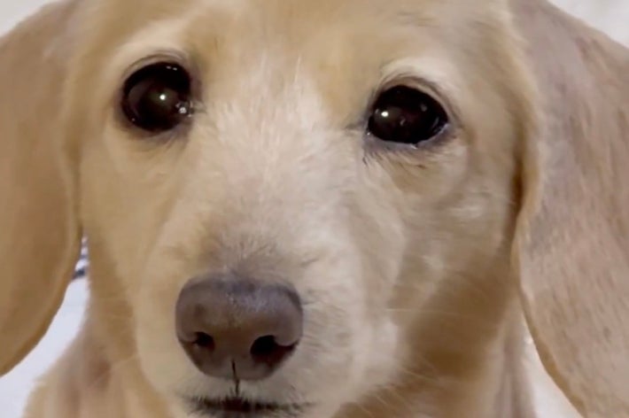 カメラを見つめるダックスフント ほんわか姉妹(@siawase1717)さんのXより