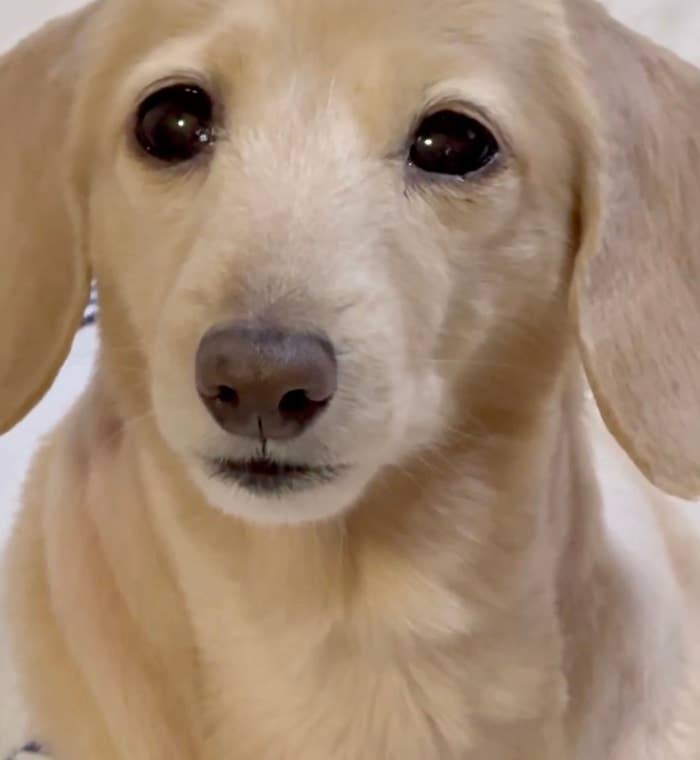 カメラを見つめるダックスフントの來優（くぅ）ちゃん／ ほんわか姉妹（@siawase1717）さんのXより