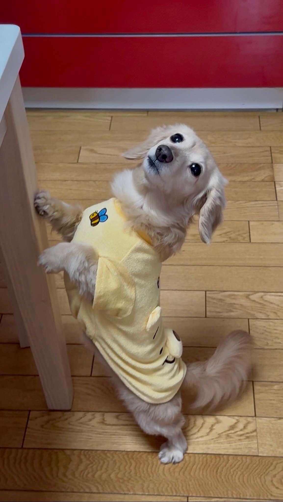 普段の來優ちゃん (ほんわか姉妹(@siawase1717)さん提供)