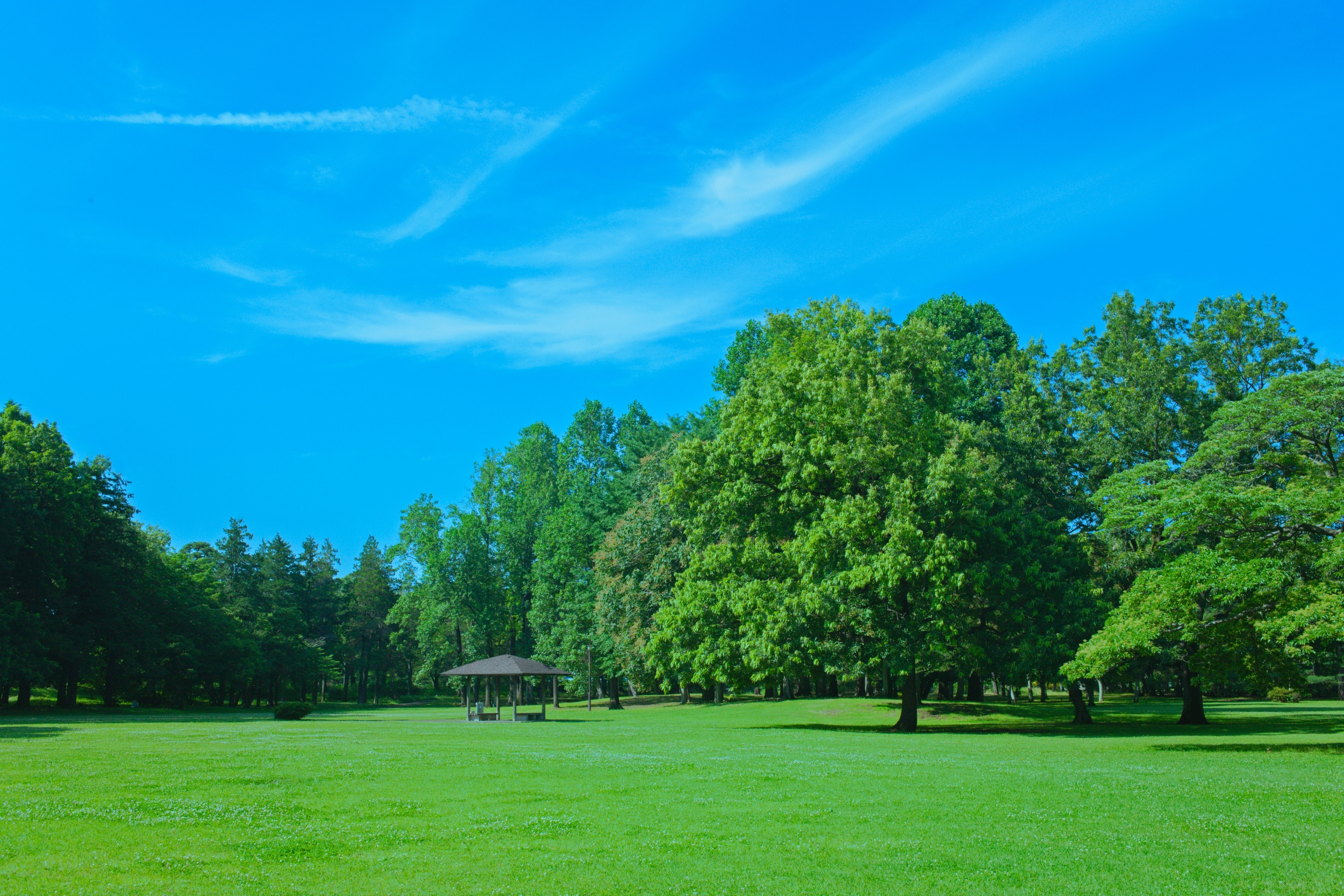広い公園の風景、木々が立ち並び、中央に小さな休憩所があります。晴れた空が広がっています。