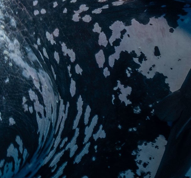 Leatherback sea turtle swimming underwater with mouth open, surrounded by bubbles