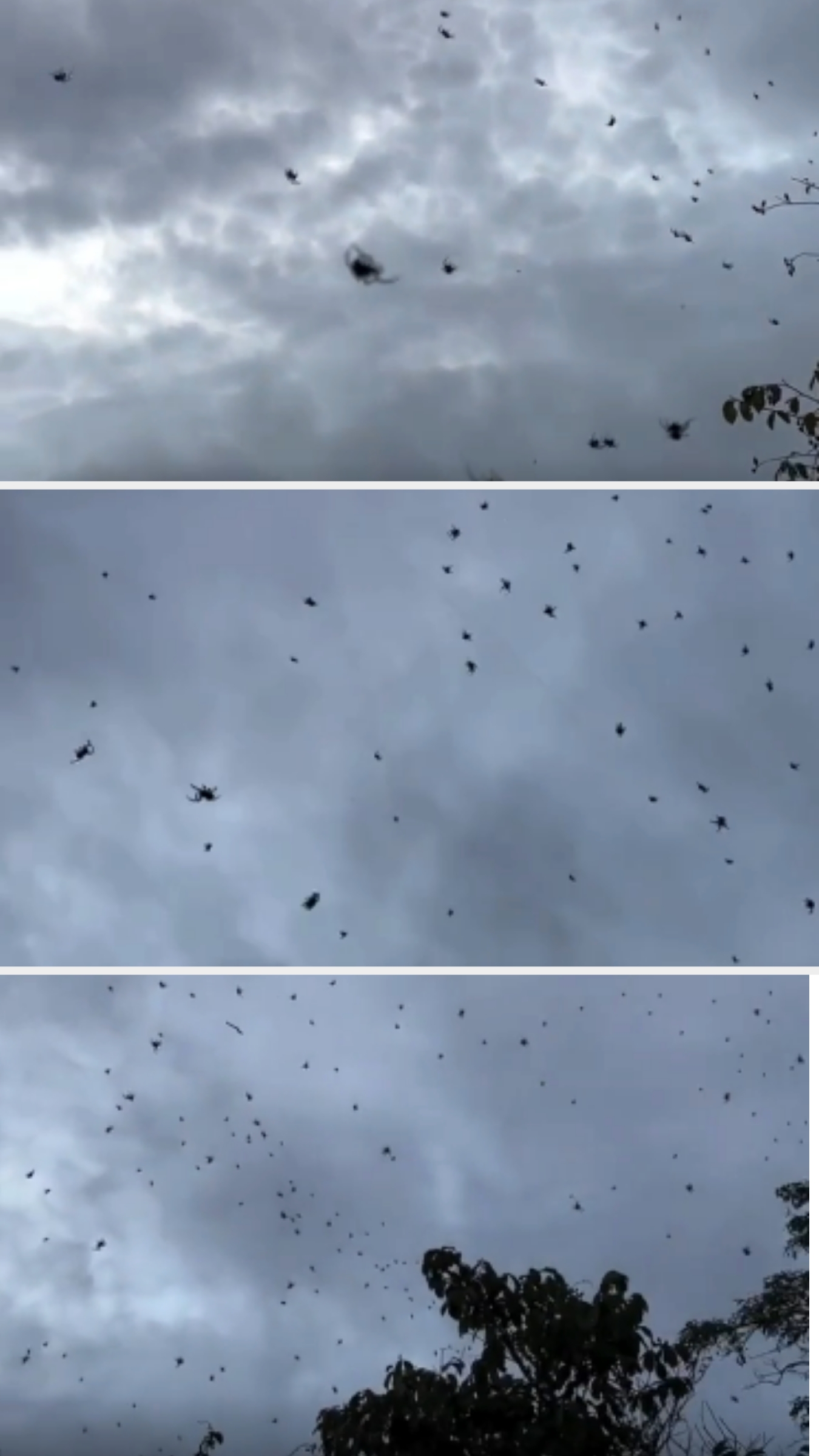 Many insects flying in the cloudy sky above treetops