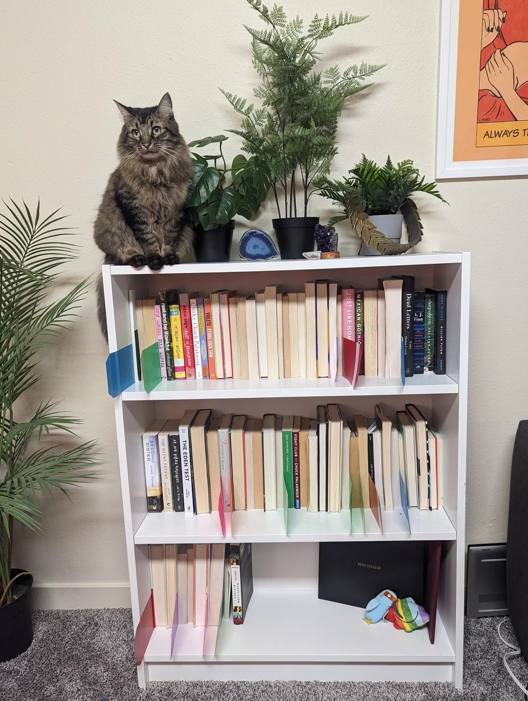 Cat sitting on a bookshelf filled with various books, surrounded by potted plants and small decorative items