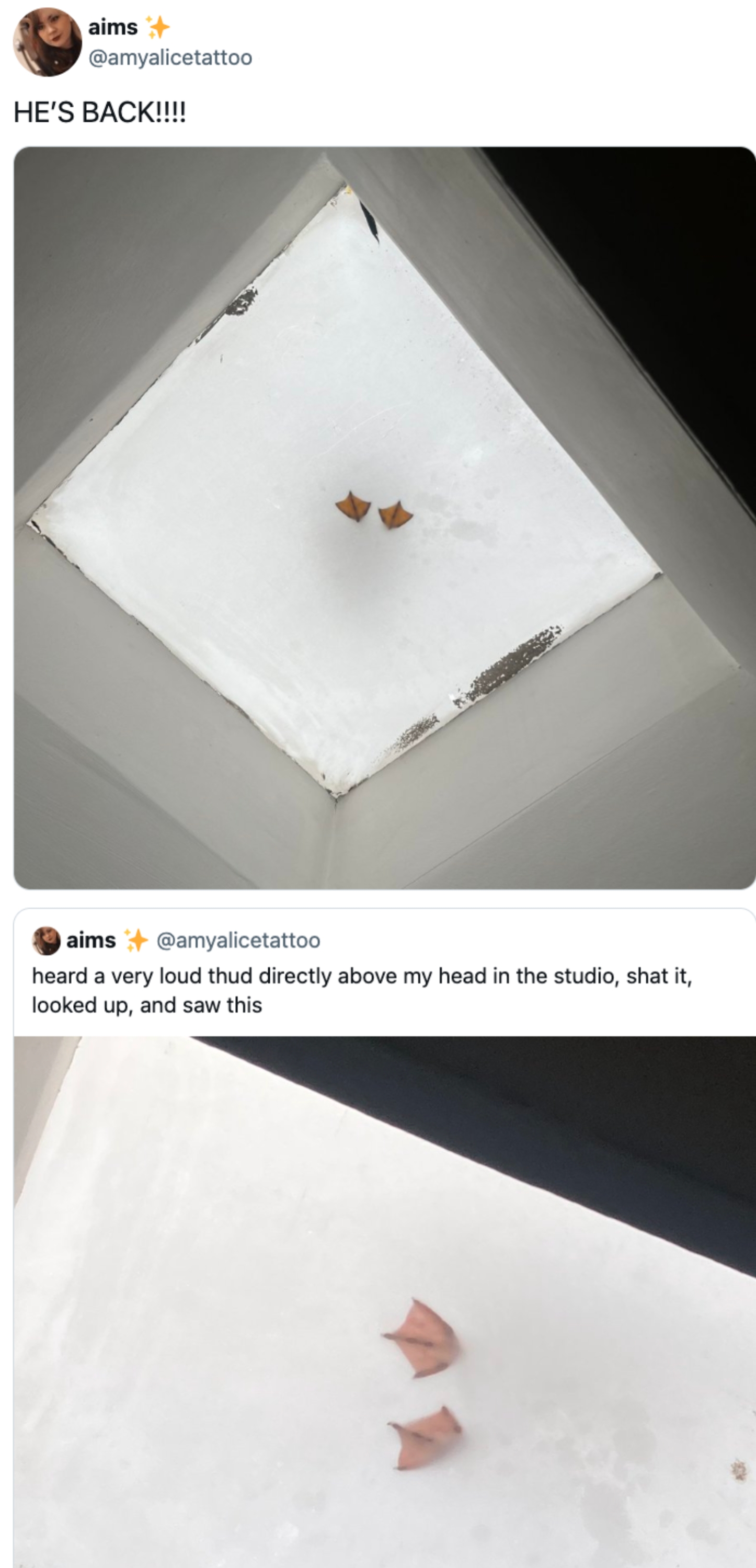 Two orange cat ears are visible through a ceiling skylight covered in frost or snow
