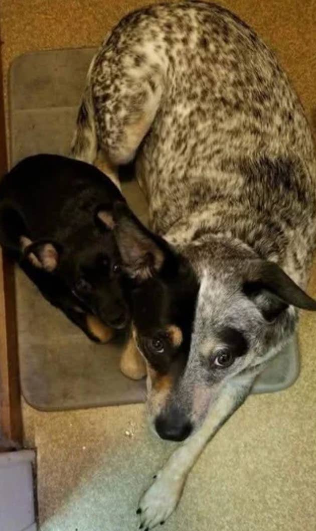 Two dogs lying on a mat. A small black and tan puppy snuggles close to a larger speckled dog, both looking up