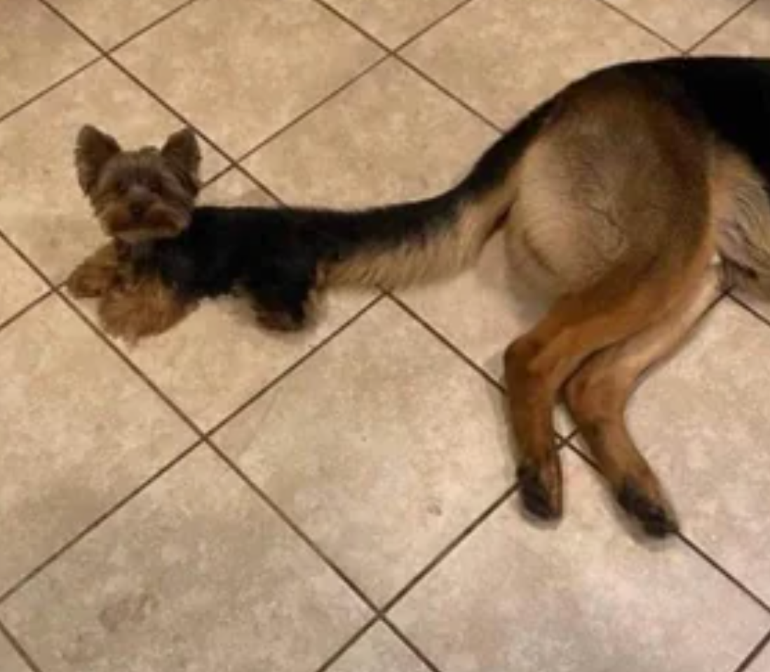 Yorkshire Terrier lying on tiled floor, positioned beside a larger dog's body, creating an amusing illusion of a single, shared creature