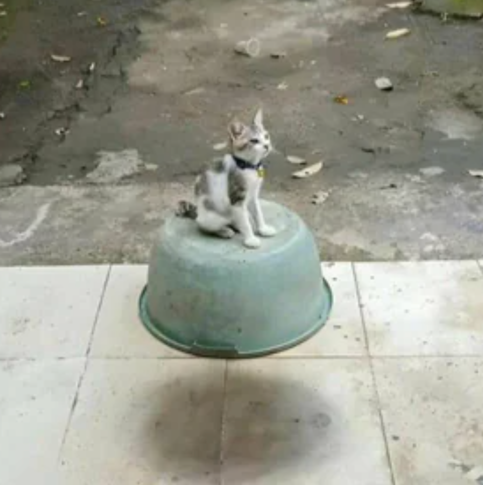 Kitten sits atop an upside-down bucket, appearing to hover slightly above tiled ground