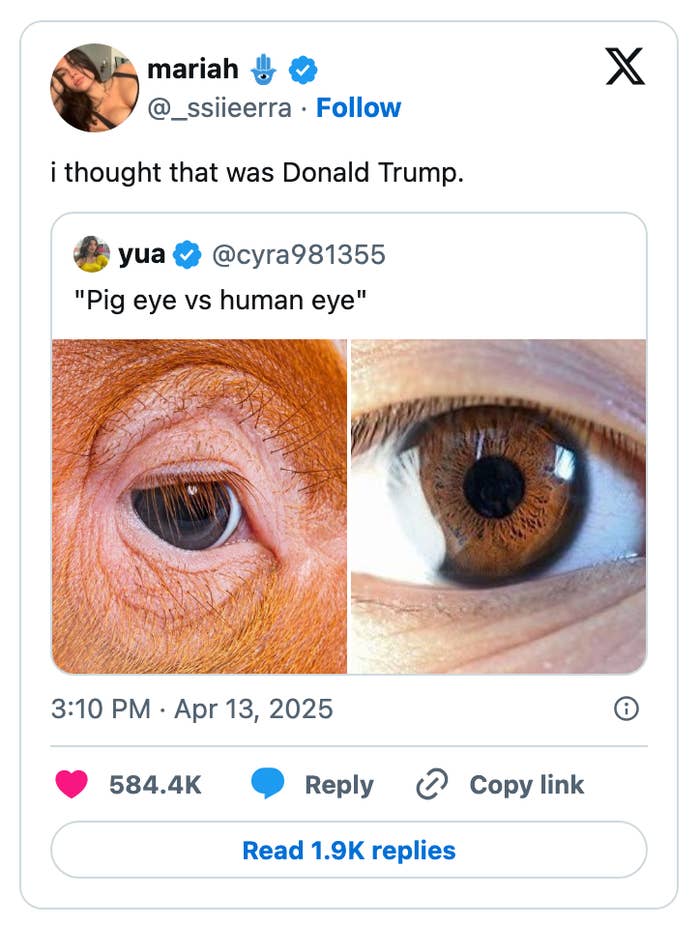 Tweet with two close-up photos side by side of a pig's eye and a human eye; user comments comparing the pig's eye to Donald Trump