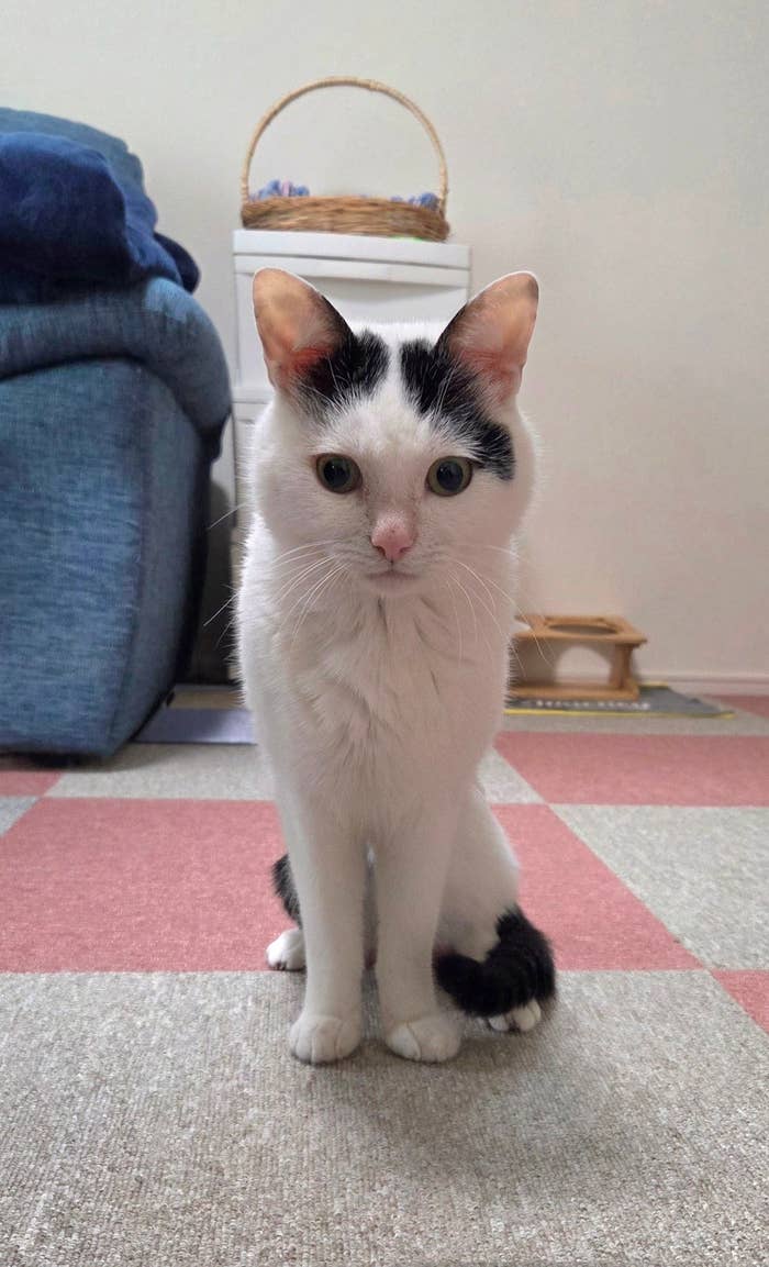 普段のこもちゃんの姿/ちぼさんのXアカウント(@KomoChibo)より