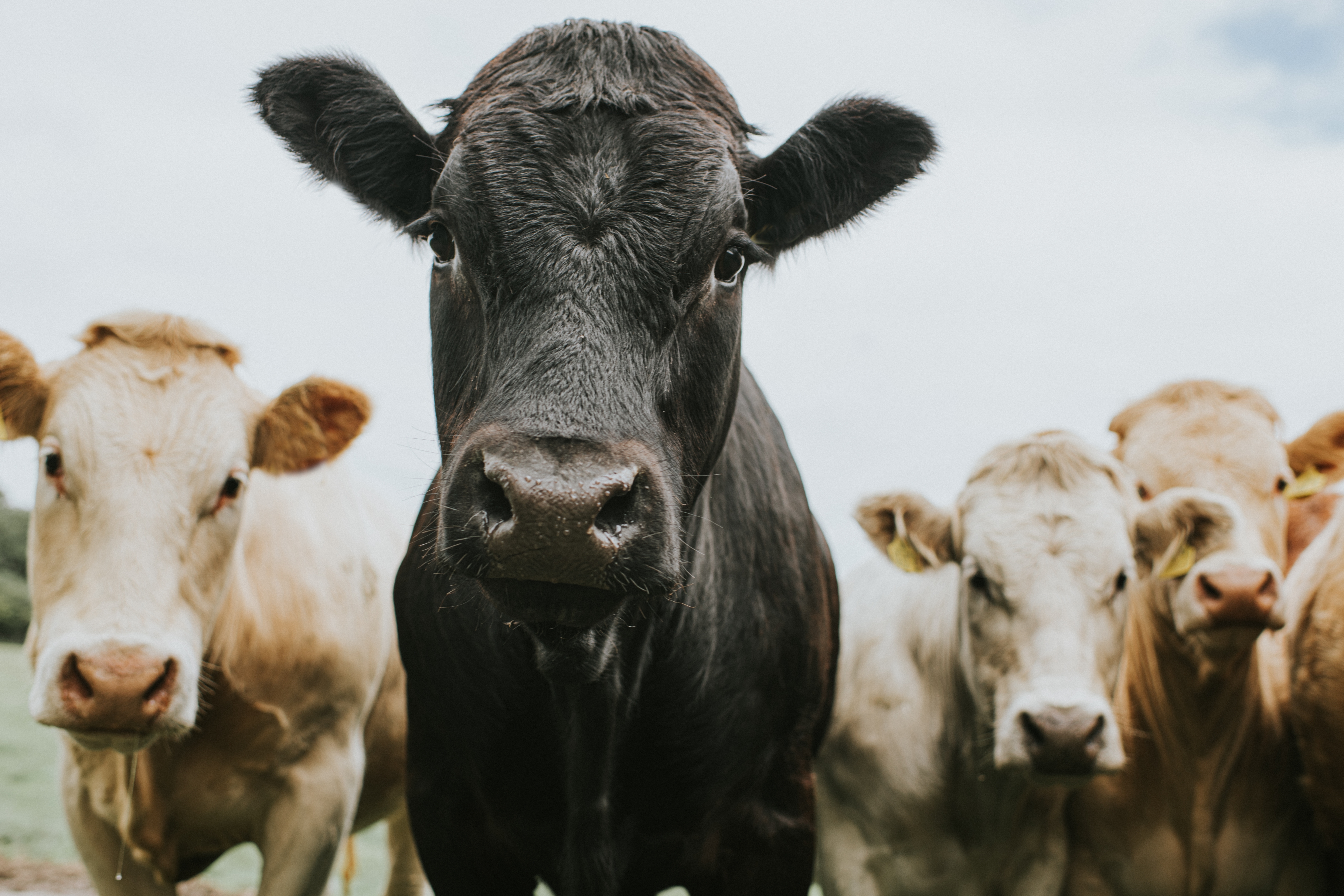 A group of cows standing closely together, facing the camera in an outdoor setting