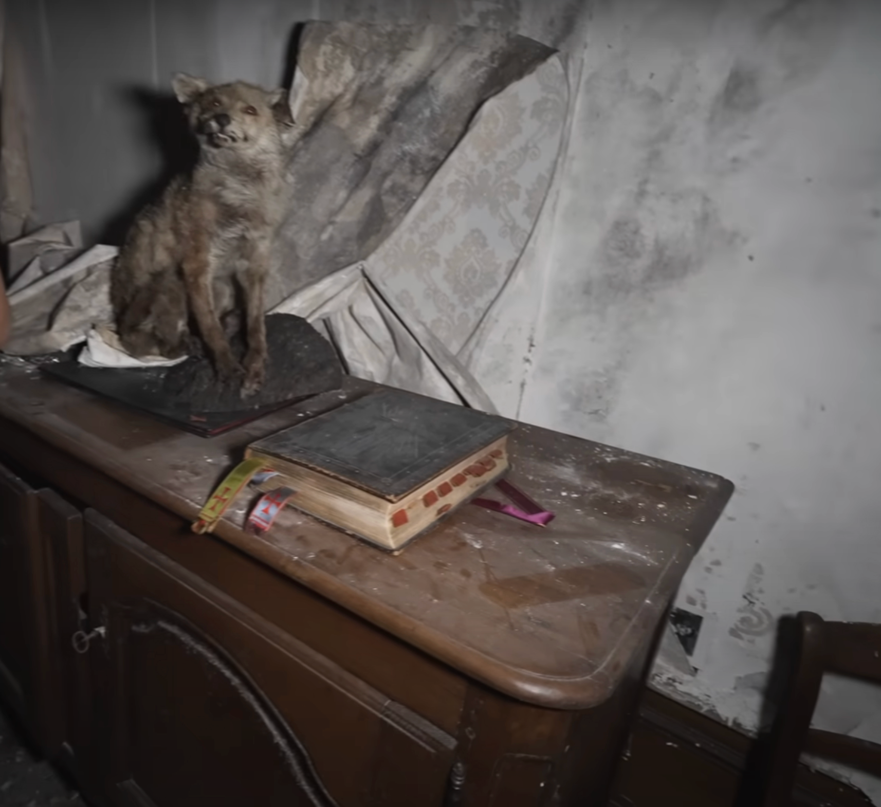A taxidermy fox on a dusty cabinet with an old Bible