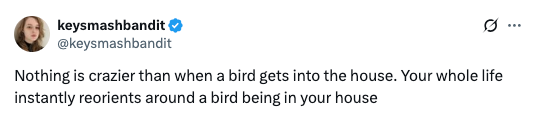 Tweet by keysmashbandit: "Nothing is crazier than when a bird gets into the house. Your whole life instantly reorients around a bird being in your house."